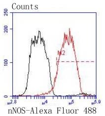 Anti-nNOS Antibody (1J290)