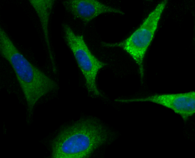 Anti-RTN4 Antibody (3H783)