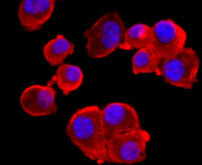 Anti-GRIN1 Antibody (2T28)