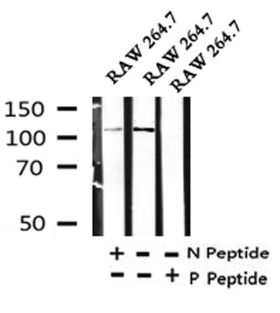 Anti-Phospho-NLRP3 (Ser295) Polyclonal Antibody