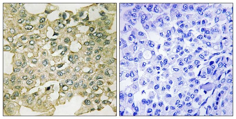 Anti-Phospho-MYT1 (Ser83) Polyclonal Antibody