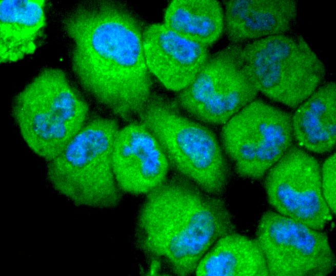 Anti-NLRP3 Antibody (7T54)