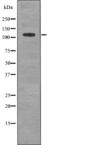 Anti-Phospho-MYPT1 (Ser507) Polyclonal Antibody