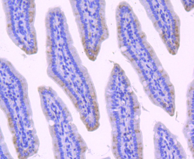 Anti-NMDAR2A Antibody (4O151)