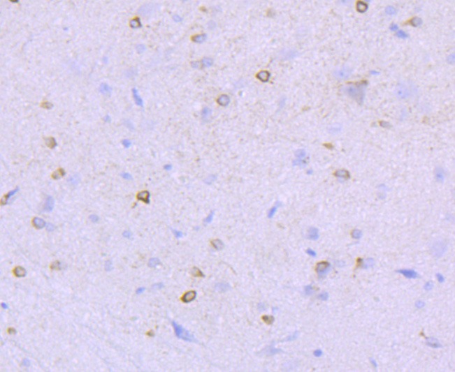 Anti-GRIN1 Antibody (2T28)