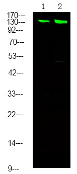 Anti-Phospho-MYPT1/2 (Ser668, 618) Polyclonal Antibody