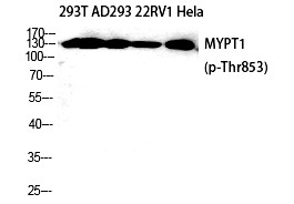 Anti-Phospho-MYPT1 (Thr853) Polyclonal Antibody