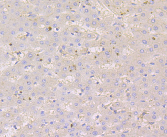 Anti-NECTIN2 Antibody (7R662)