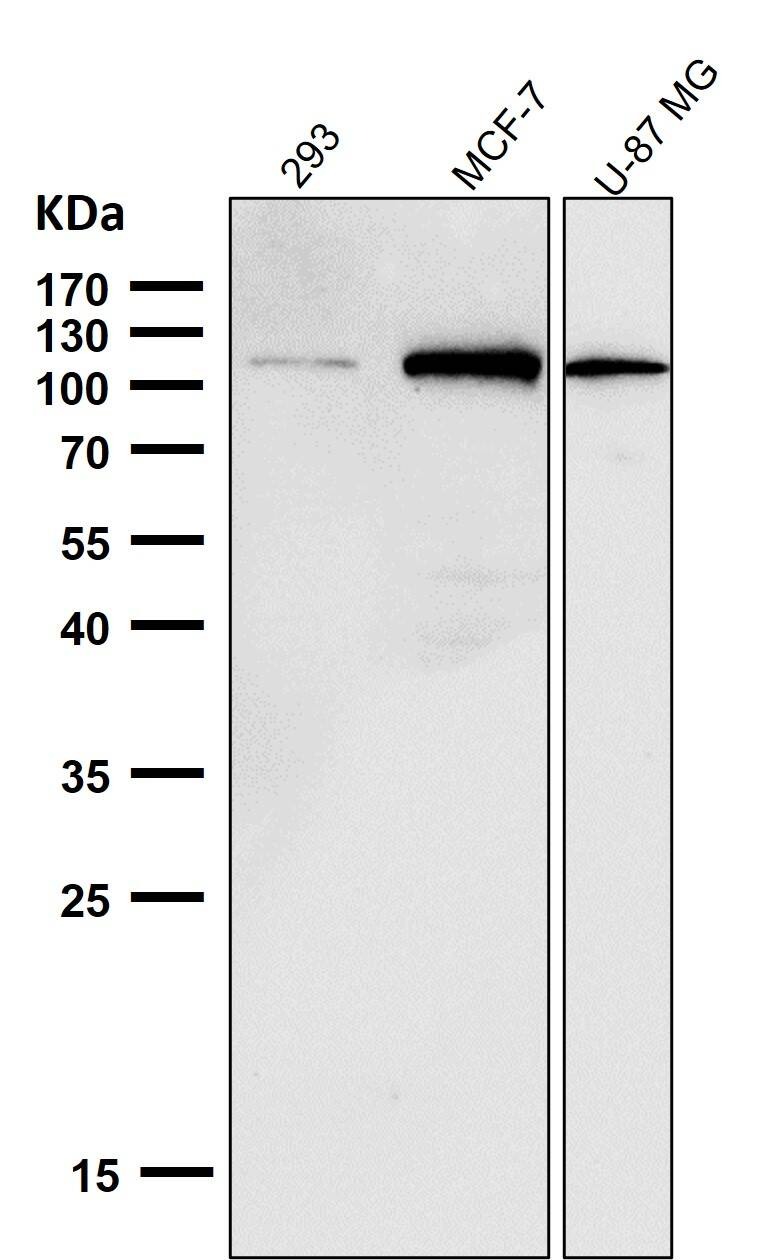 Anti-NLRP3 Antibody (7T54)