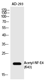 Anti-Acetyl-NF-E4 (Lys43) Polyclonal Antibody