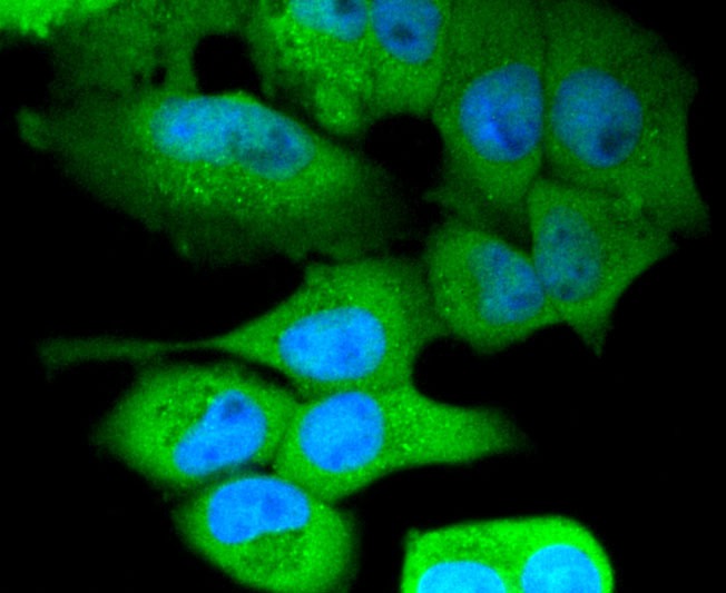 Anti-NLRP3 Antibody (7T54)