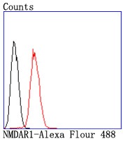 Anti-GRIN1 Antibody (2T28)