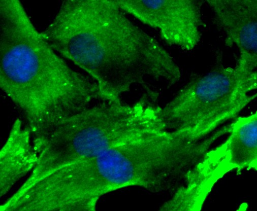 Anti-Nesprin 1 Antibody (1Z207)