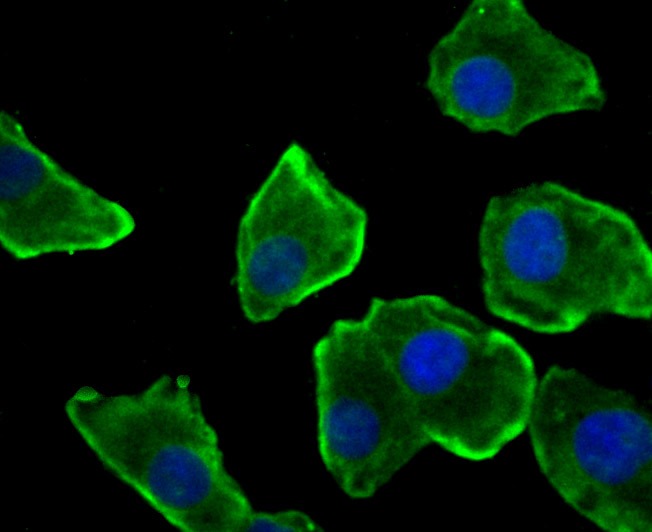Anti-Nesprin 1 Antibody (1Z207)