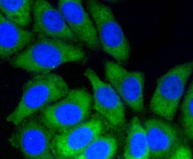 Anti-Notch 1 Antibody (6A911)