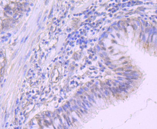 Anti-NEDD8 Antibody (6A250)