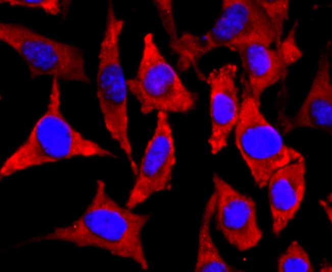 Anti-NEFM Antibody (7Y5)