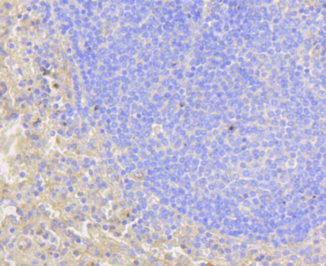 Anti-Notch 1 Antibody (6A911)