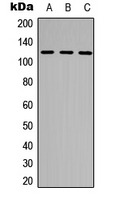 Anti-Phospho-NEK9 (Thr210) Polyclonal Antibody