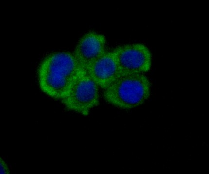 Anti-NECTIN2 Antibody (7R662)