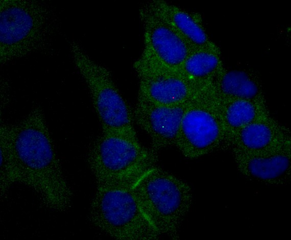 Anti-NECTIN2 Antibody (7R662)