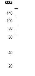 Anti-Phospho-NCOA2 (Ser736) Polyclonal Antibody