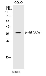 Anti-Phospho-Net (Ser357) Polyclonal Antibody