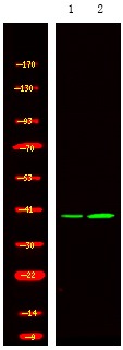 Anti-Phospho-NDEL1 (Thr219) Polyclonal Antibody