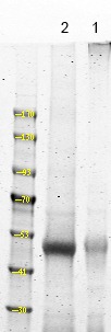 Anti-Phospho-NDR1/2 (Thr444/442) Polyclonal Antibody