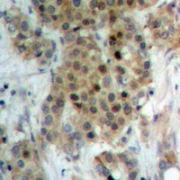 Anti-Phospho-NEK9 (Thr210) Polyclonal Antibody