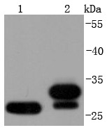 Anti-NQO1 Antibody (3R649)