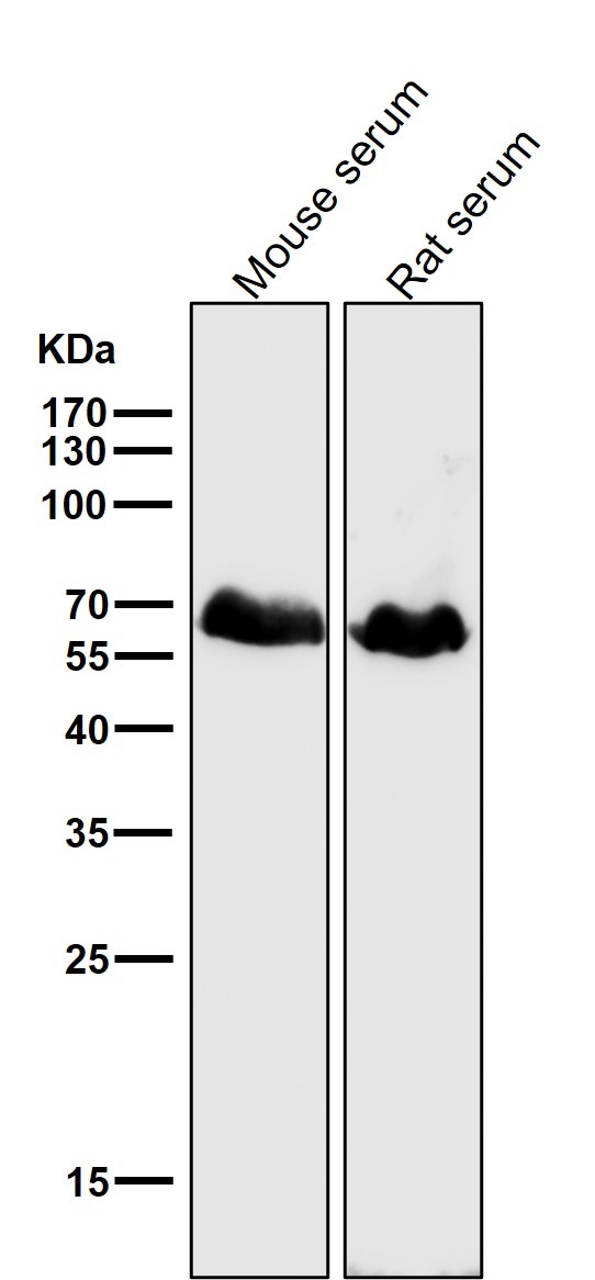 Anti-OCLN Antibody (1S954)
