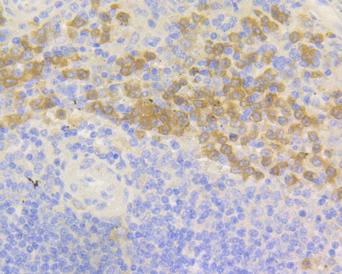 Anti-p67phox Antibody (9W409)