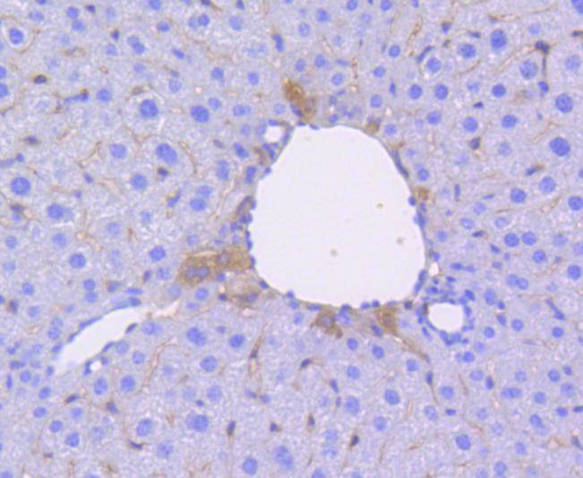 Anti-OCT4 Antibody (4Q101)