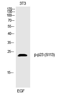 Anti-Phospho-PTGES3 (Ser113) Polyclonal Antibody