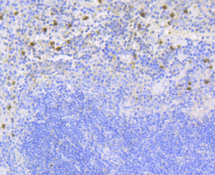 Anti-p67phox Antibody (9W409)