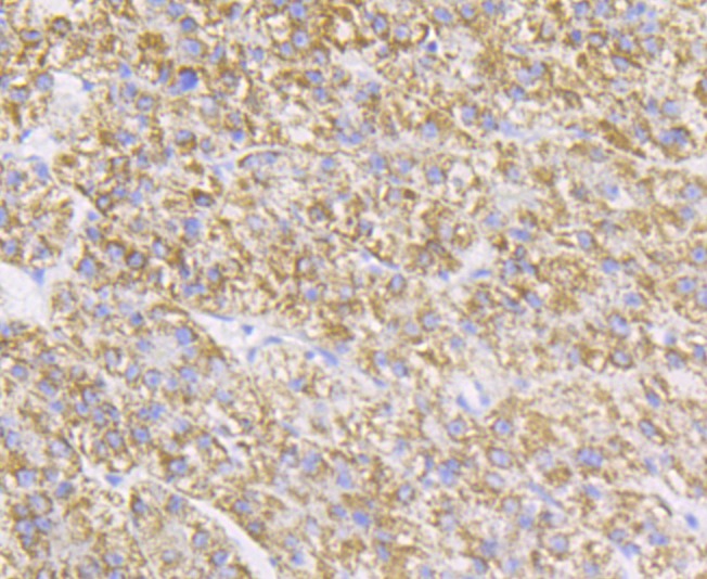 Anti-P2Y6 Antibody (7J344)