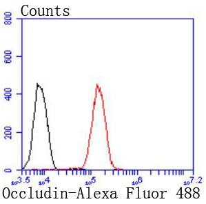 Anti-OCLN Antibody (1S954)