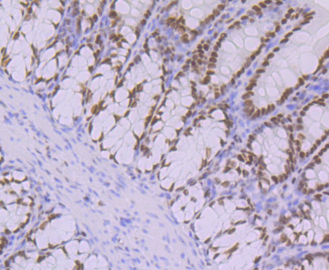 Anti-Oct1 Antibody (1A605)