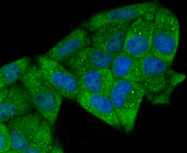 Anti-PTGES3 Antibody (3N840)