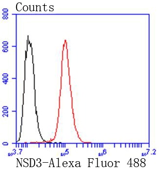 Anti-NSD3 Antibody (1A959)