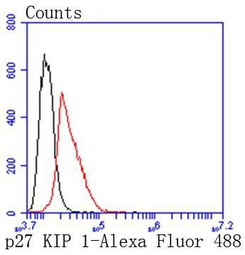 Anti-CDKN1B Antibody (9B660)