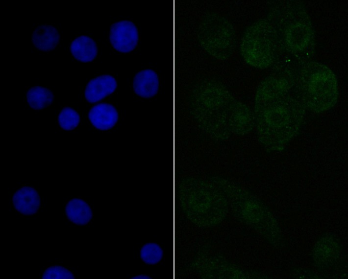 Anti-NXF1 Antibody (9M897)