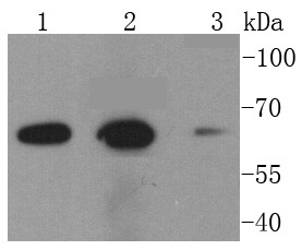 Anti-CYBB Antibody (6N434)