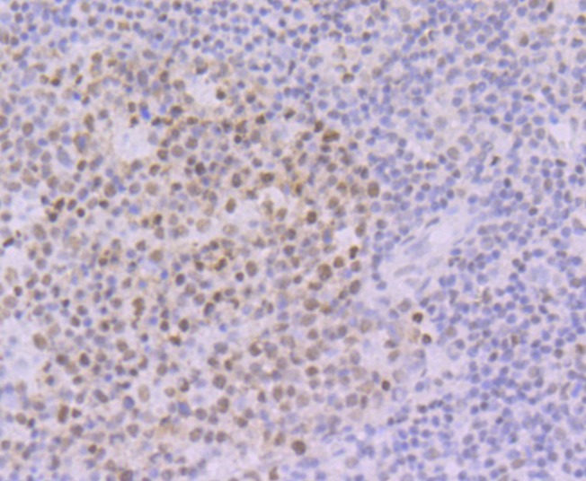 Anti-Oct1 Antibody (1A605)