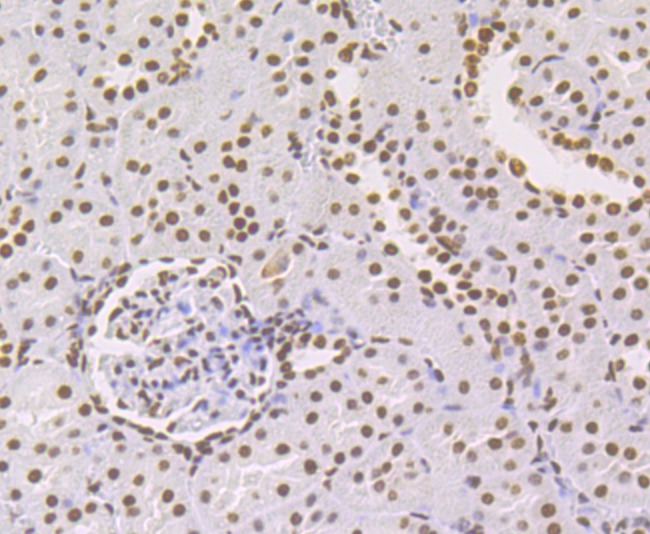 Anti-NONO Antibody (8D270)