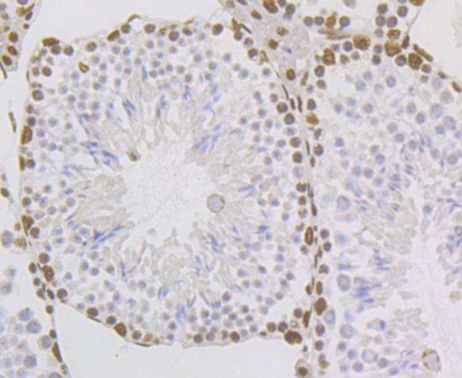 Anti-NONO Antibody (8D270)