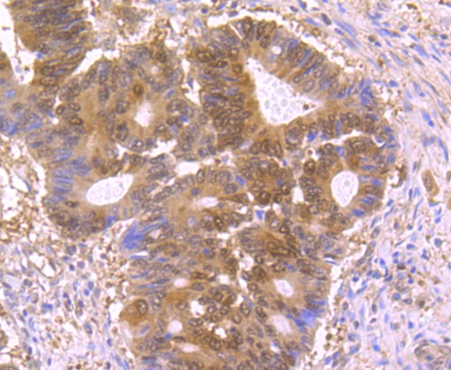 Anti-PTGES3 Antibody (3N840)