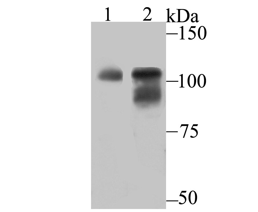 Anti-OGT Antibody (8O260)