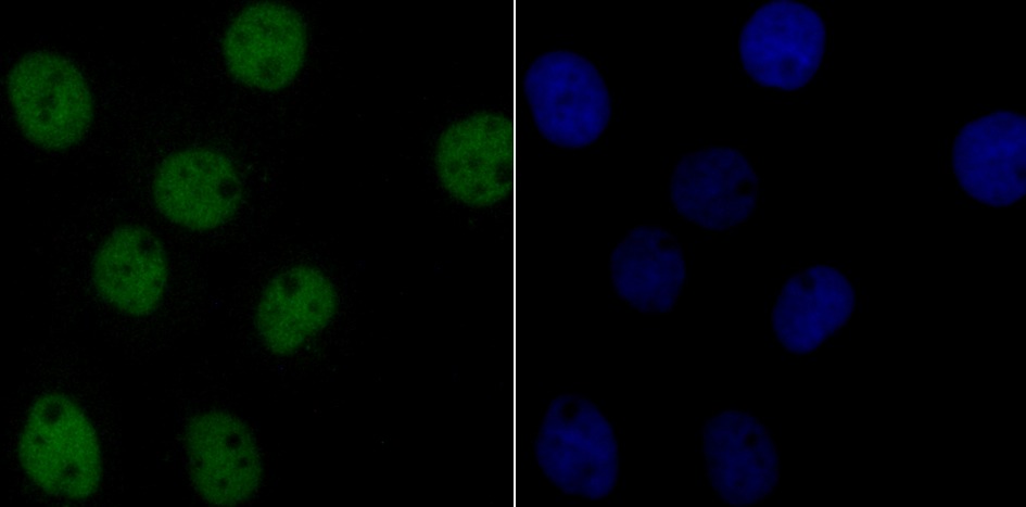 Anti-p60 CAF1 Antibody (4X99)